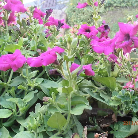 Haus Schneider Andelsbuch